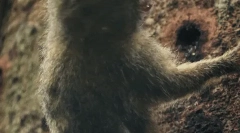 Törpe marty - a legkisebb majom a világon